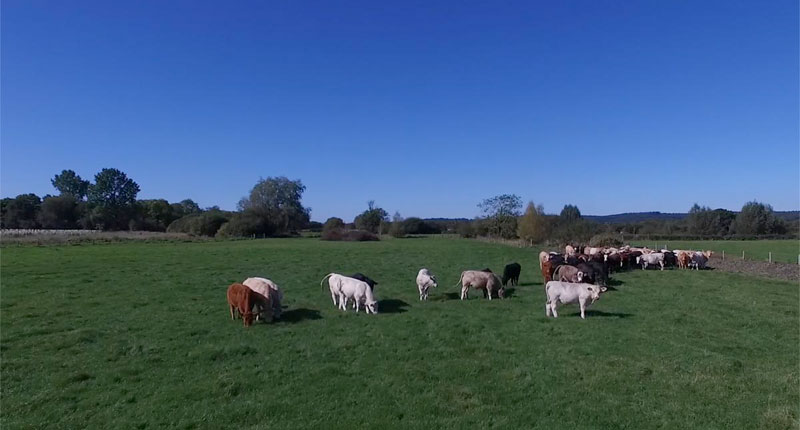 Farm Wildlife Dorset