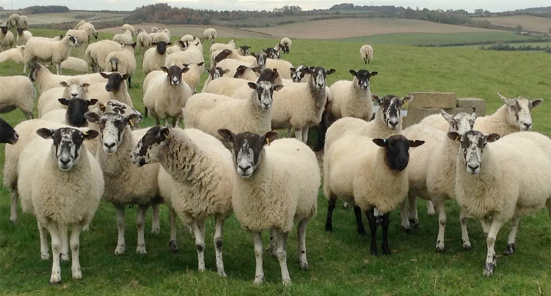 Farm Wildlife Dorset