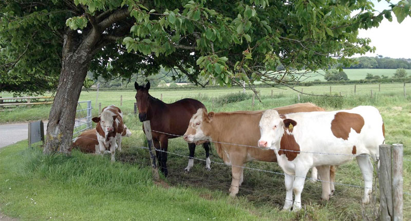 Farm Wildlife Dorset